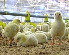 «Агропродсервіс-Вест» вирощує 100 тис. курчат у новому пташнику